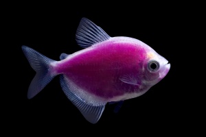 Тернеция (GloFish) пурпурная светящаяся