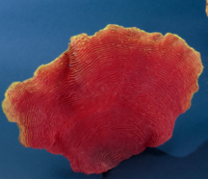 Искуственный коралл Agariciidae 24x16x4