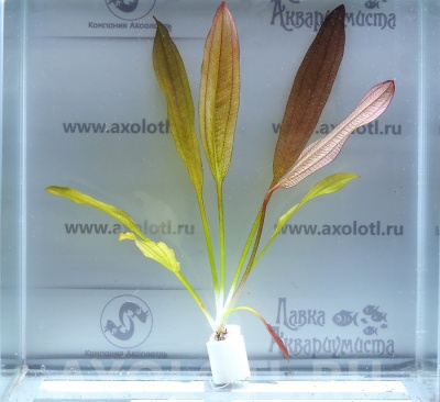 картинка Эхинодорус Розе, с грузом от компании Аксолотль